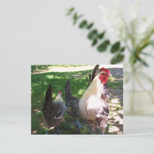 kippen briefkaart (Staand voorkant)