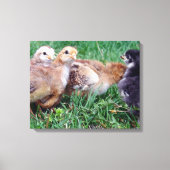 Kippen Canvas Afdruk (Voorkant)