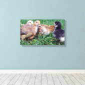 Kippen Canvas Afdruk (Insitu (Houten vloer))