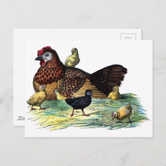 Kippen  dier briefkaart (Voorkant / Achterkant)