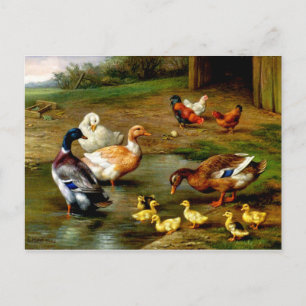 Kippen, eenden en slangen op het Boerderij Briefkaart