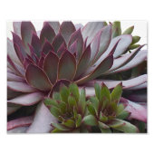 kippen en kippen foto afdruk (Voorkant)