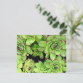 Kippen en Kippen Post Kaart (Staand voorkant)