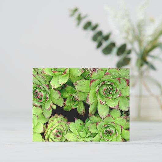 Kippen en Kippen Post Kaart (Staand voorkant)