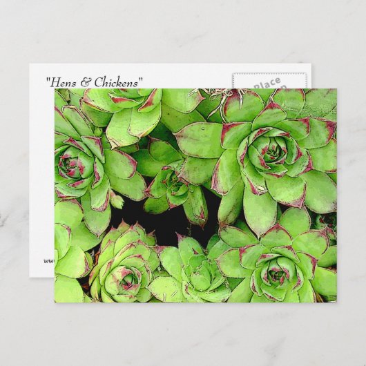 Kippen en Kippen Post Kaart (Voorkant / Achterkant)
