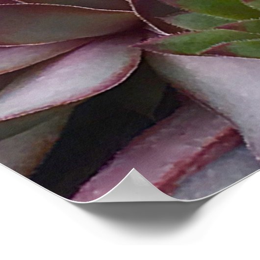 kippen en kippen poster (Hoek)