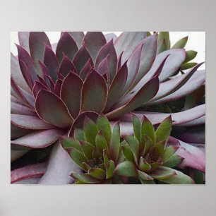 kippen en kippen poster