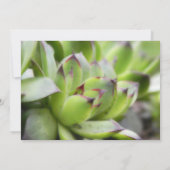 kippen en kippen - Sempervivum Kaart (Achterkant)