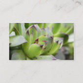 kippen en kippen - Sempervivum Visitekaartje (Achterkant)