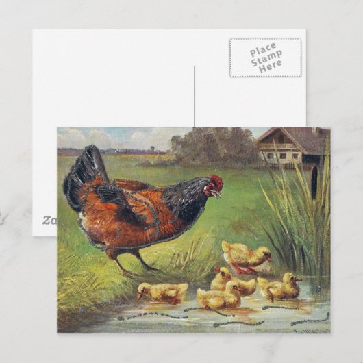 kippen en kuikens briefkaart (Voorkant / Achterkant)
