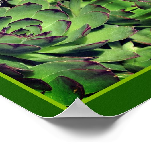 Kippen en kuikens Tuin Succulent Mirror Abstract Poster (Hoek)