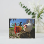 kippen en rooster briefkaart (Staand voorkant)