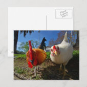 kippen en rooster briefkaart (Voorkant / Achterkant)