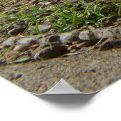 kippen en rooster poster (Hoek)