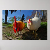 kippen en rooster poster (Voorkant)