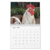 kippen en roosters, kalender (Mar 2027)