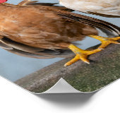 Kippen en roosters op een muur poster (Hoek)