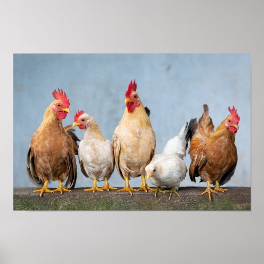 Kippen en roosters op een muur poster (Voorkant)