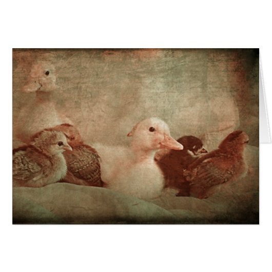 Kippen en schokken (Voorkant Horizontaal)