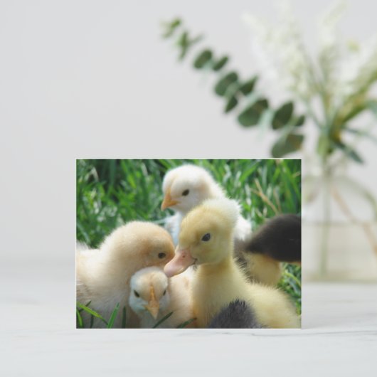 Kippen en schokken briefkaart (Staand voorkant)