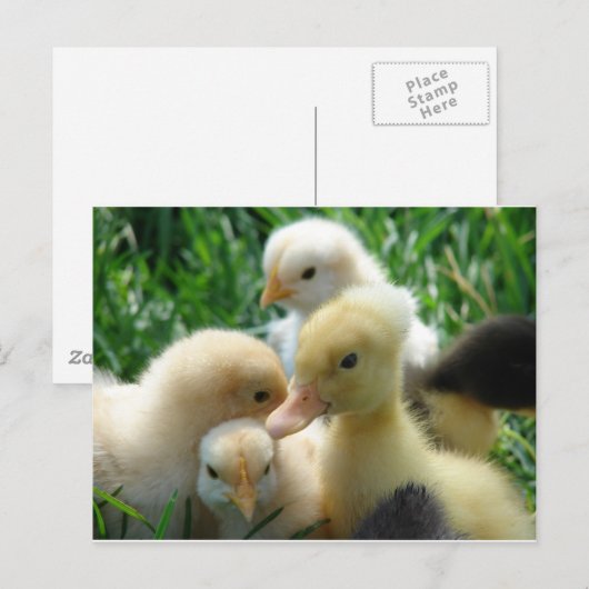 Kippen en schokken briefkaart (Voorkant / Achterkant)