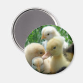 Kippen en schokken magneet (Voorkant / Achterkant)