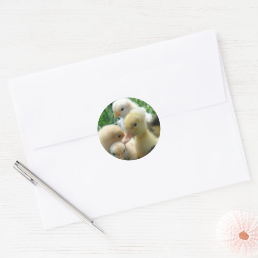 Kippen en schokken ronde sticker (Envelop)