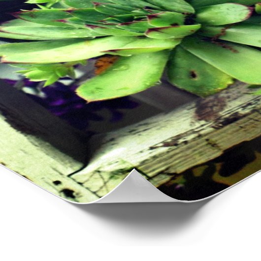 kippen en zuilen in een emmer poster (Hoek)