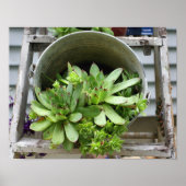 kippen en zuilen in een Natuur van een emmer Poster (Voorkant)