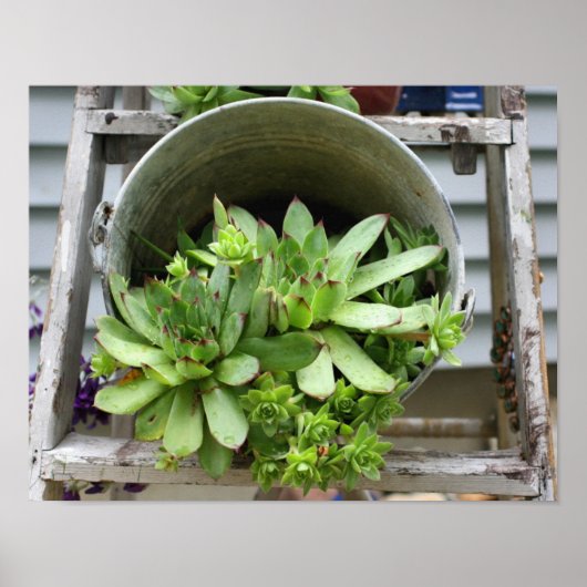 kippen en zuilen in een Natuur van een emmer Poster (Voorkant)