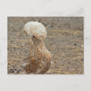 Kippen Foto Ansichtkaart Briefkaart