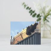 Kippen FotoBriefkaart Briefkaart (Staand voorkant)