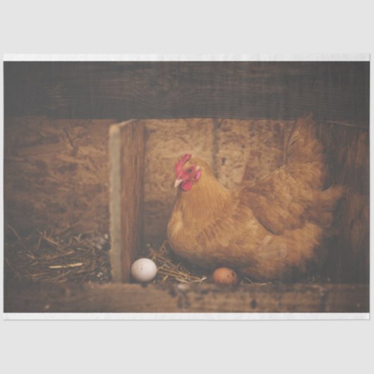 Kippen Hen Eg Boerderij - afgiftepapier Tissuepapier (Voorkant)