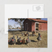 Kippen in de buurt van kiphuis Cliburn Briefkaart (Voorkant / Achterkant)