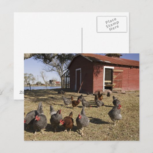 Kippen in de buurt van kiphuis Cliburn Briefkaart (Voorkant / Achterkant)
