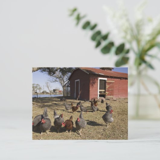 Kippen in de buurt van kiphuis Cliburn Briefkaart (Staand voorkant)
