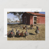 Kippen in de buurt van kiphuis Cliburn Briefkaart (Voorkant / Achterkant)