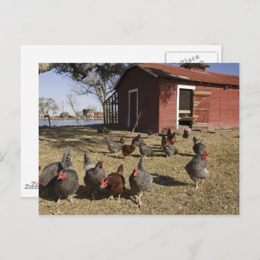 Kippen in de buurt van kiphuis Cliburn Briefkaart (Voorkant / Achterkant)