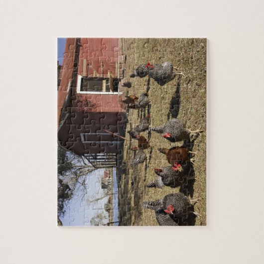 Kippen in de buurt van kiphuis Cliburn Legpuzzel (Verticaal)