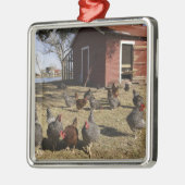 Kippen in de buurt van kiphuis Cliburn Metalen Ornament (Links)