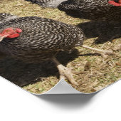 Kippen in de buurt van kiphuis Cliburn Poster (Hoek)