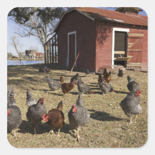 Kippen in de buurt van kiphuis Cliburn Vierkante Sticker