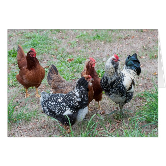 Kippen in de gaard (Voorkant Horizontaal)