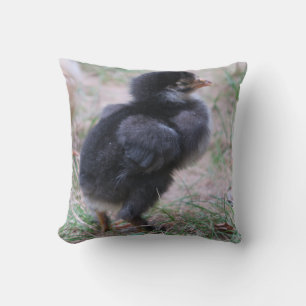 kippen, kuikens, kippen, kuikens, dieren, vogels, kussen