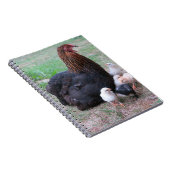 kippen, kuikens, kippen, kuikens, dieren, vogels, notitieboek (Rechterzijde)
