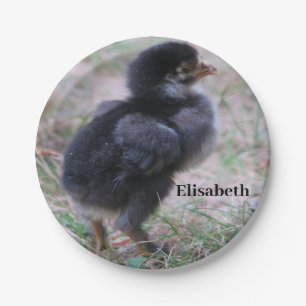 kippen, kuikens, kippen, kuikens, dieren, vogels, papieren bordje