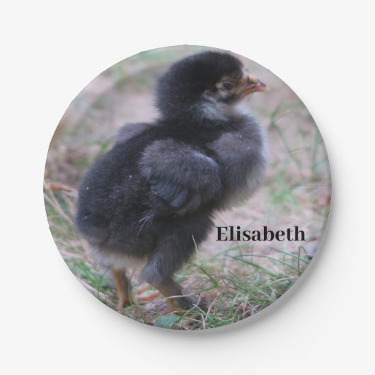 kippen, kuikens, kippen, kuikens, dieren, vogels, papieren bordje (Voorkant)