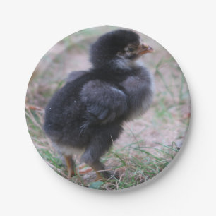 kippen, kuikens, kippen, kuikens, dieren, vogels, papieren bordje