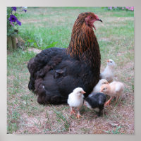 kippen, kuikens, kippen, kuikens, dieren, vogels,