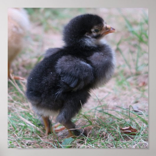 kippen, kuikens, kippen, kuikens, dieren, vogels, poster (Voorkant)